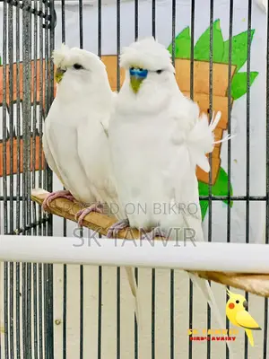 JP Budgerigar