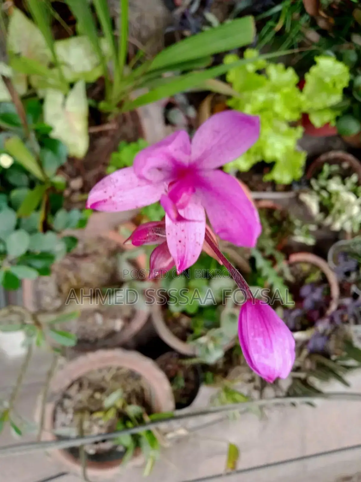 গ্রাউন্ড অর্কিড চারা