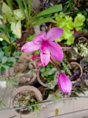 গ্রাউন্ড অর্কিড চারা