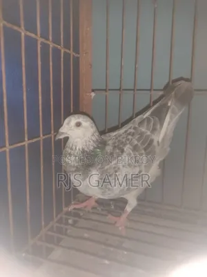 Giribaz Pigeon