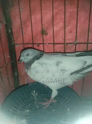 Giribaz Pigeon