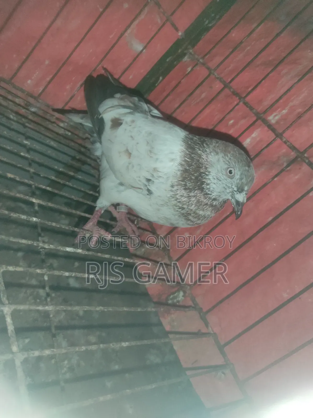 Giribaz Pigeon
