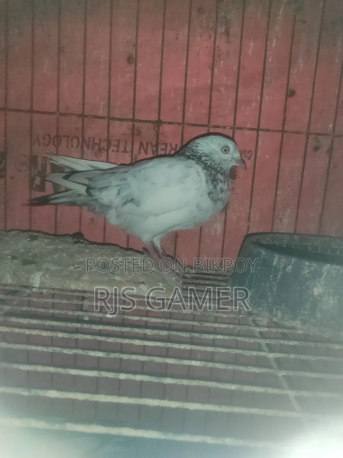 Giribaz Pigeon