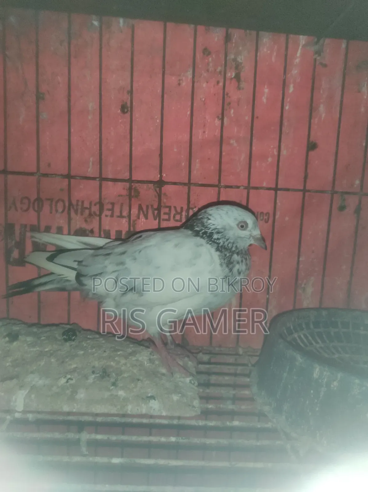 Giribaz Pigeon