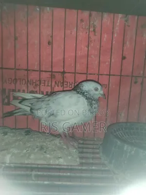 Giribaz Pigeon