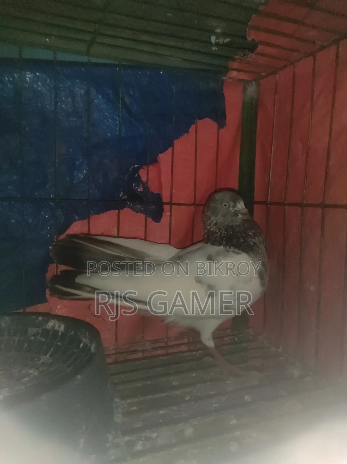 Giribaz Pigeon