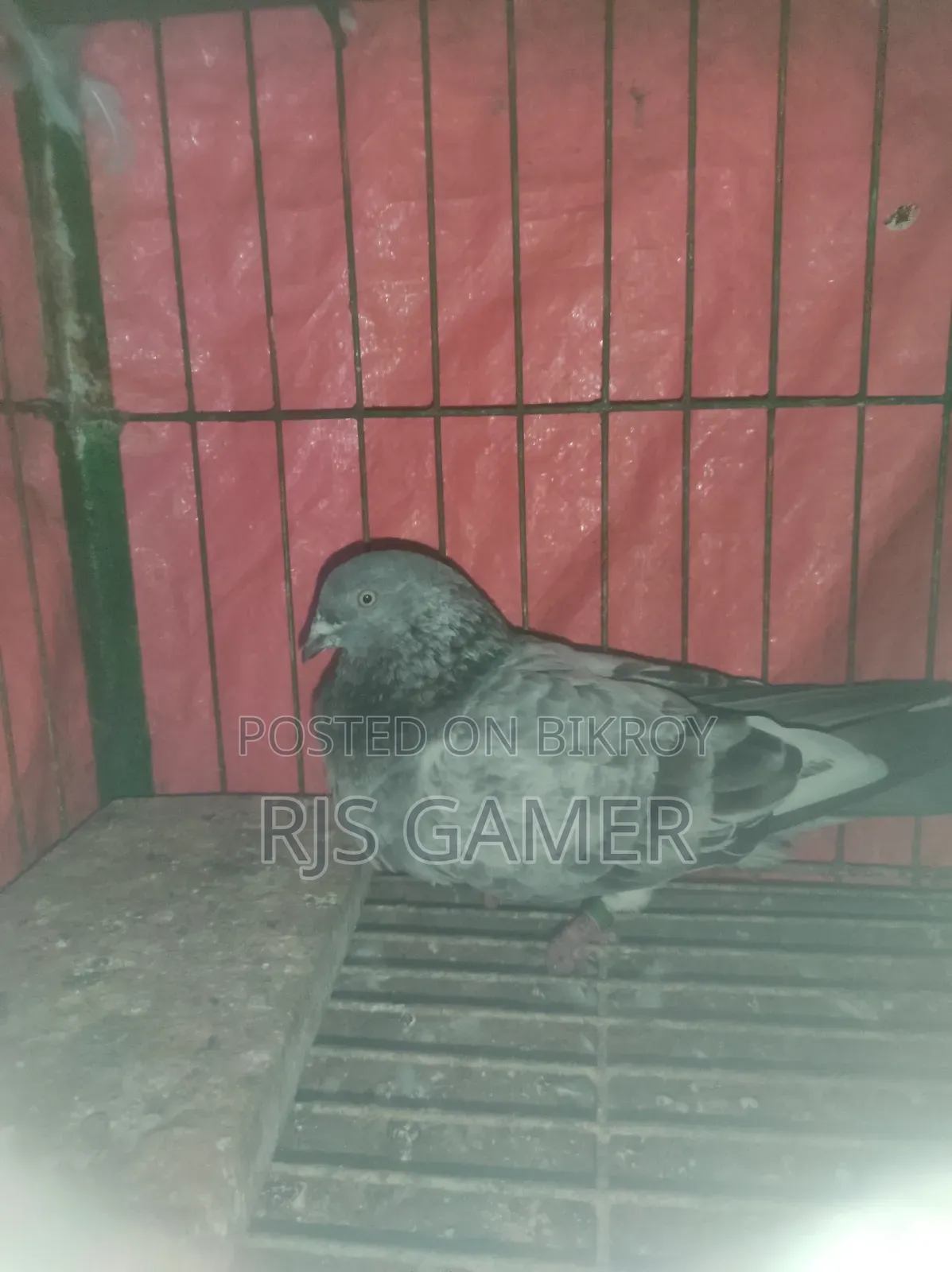 Giribaz Pigeon