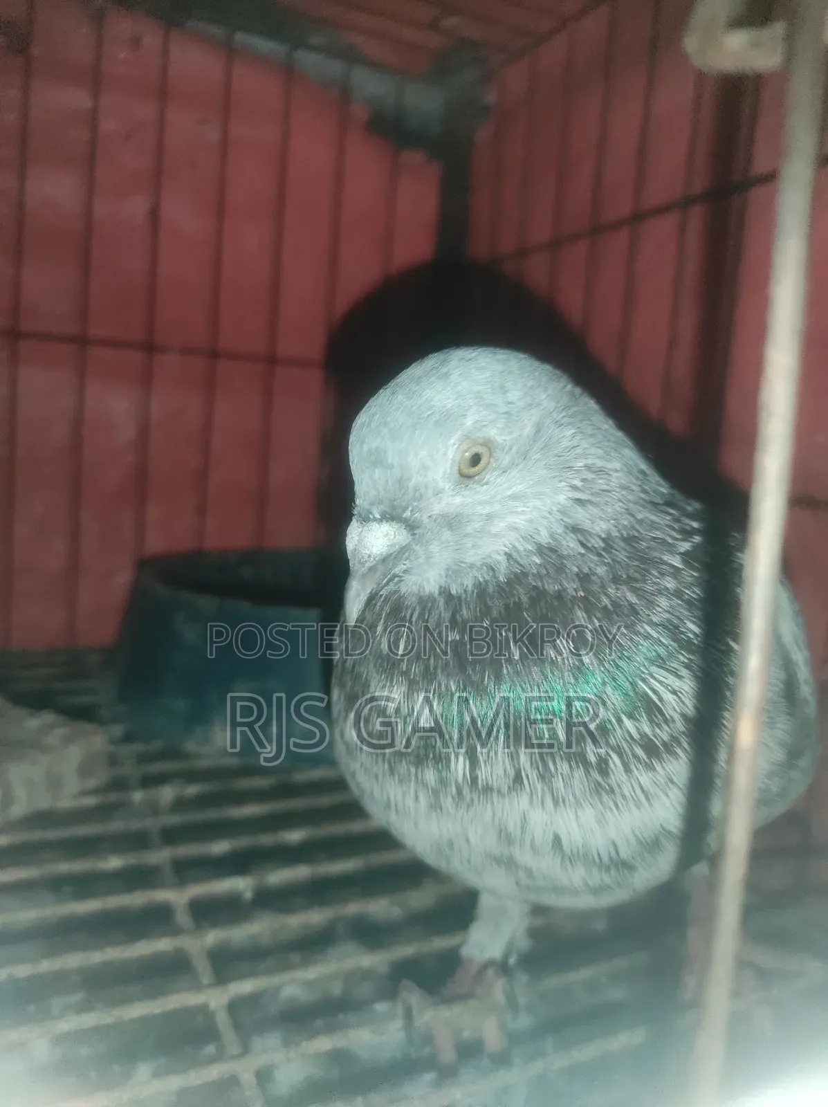 Giribaz Pigeon