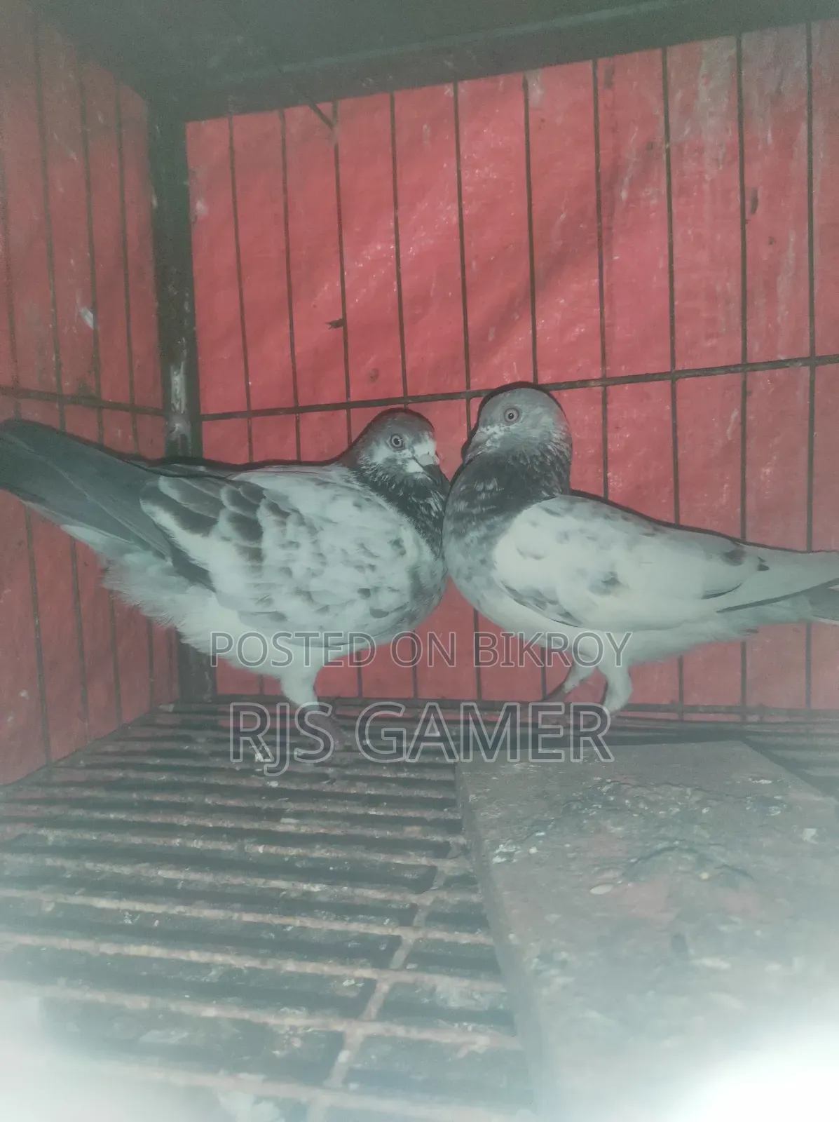 Giribaz Pigeon