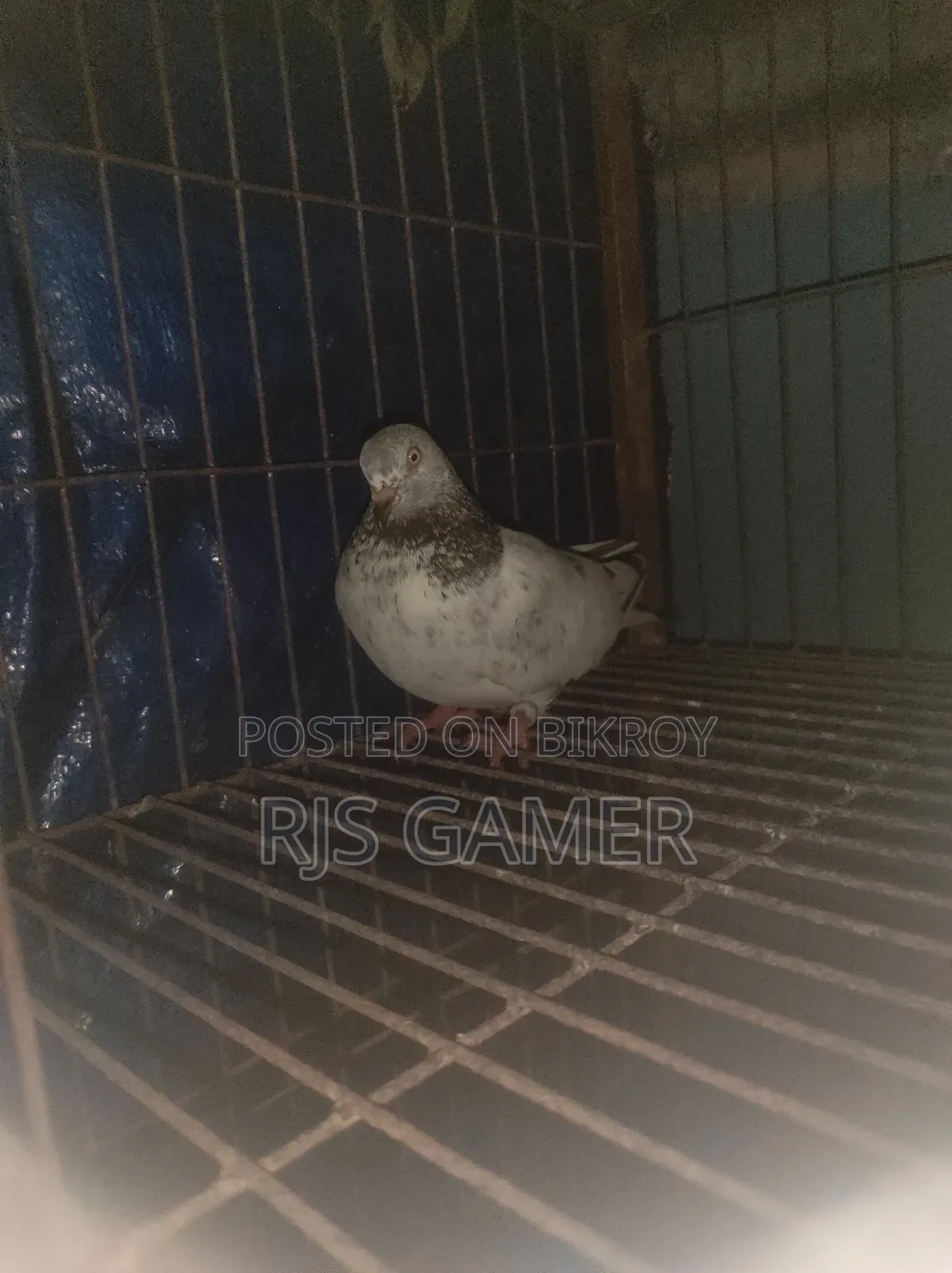 Giribaz Pigeon