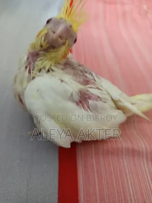 পোষা ককাটেল বাচ্চা