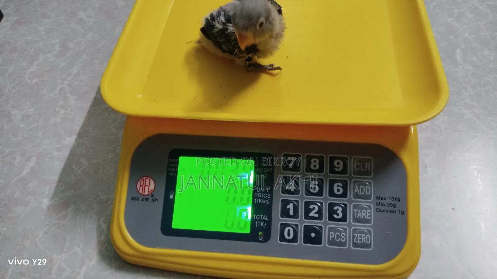 Lovebirds Baby