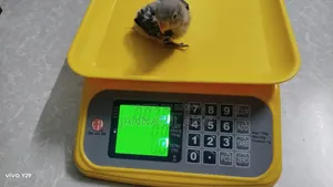 Lovebirds Baby