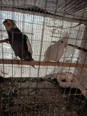 Cockatiel Pair Urgent Sale