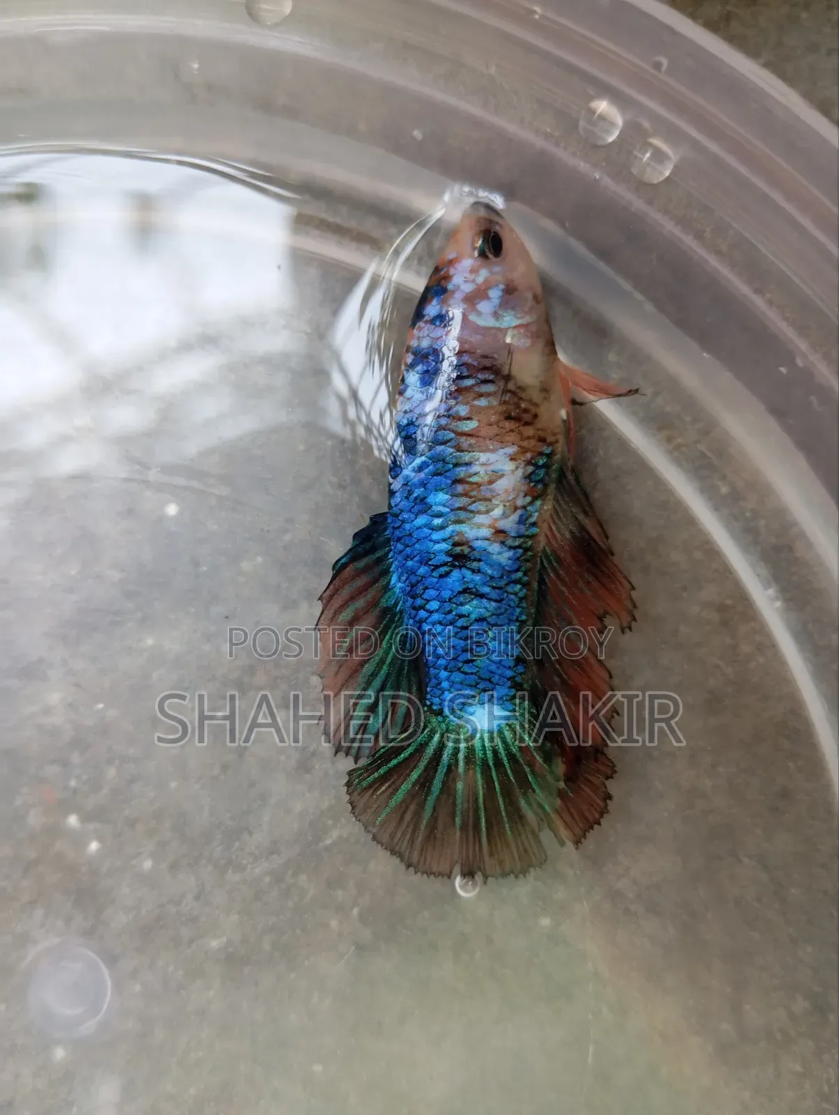 এক জোড়া বেটা ফিস
