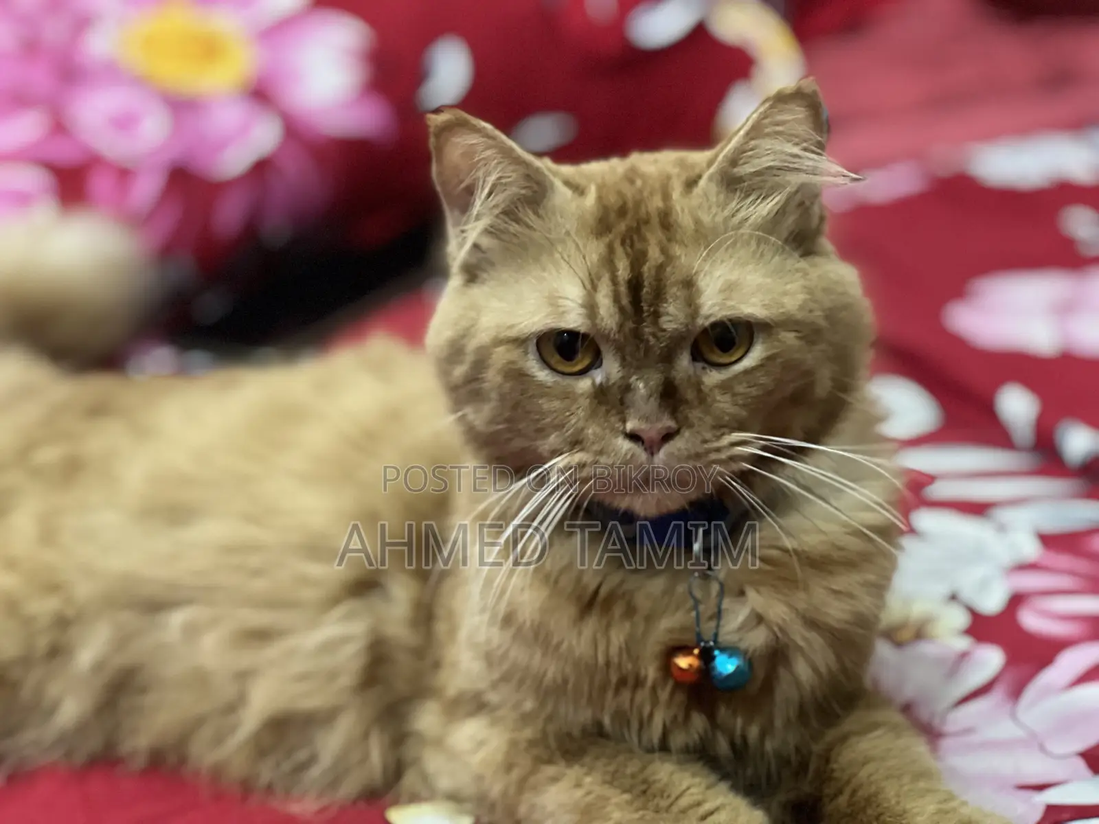 6-12 months Male Purebred Persian
