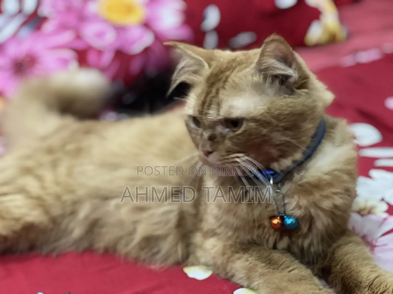 6-12 months Male Purebred Persian