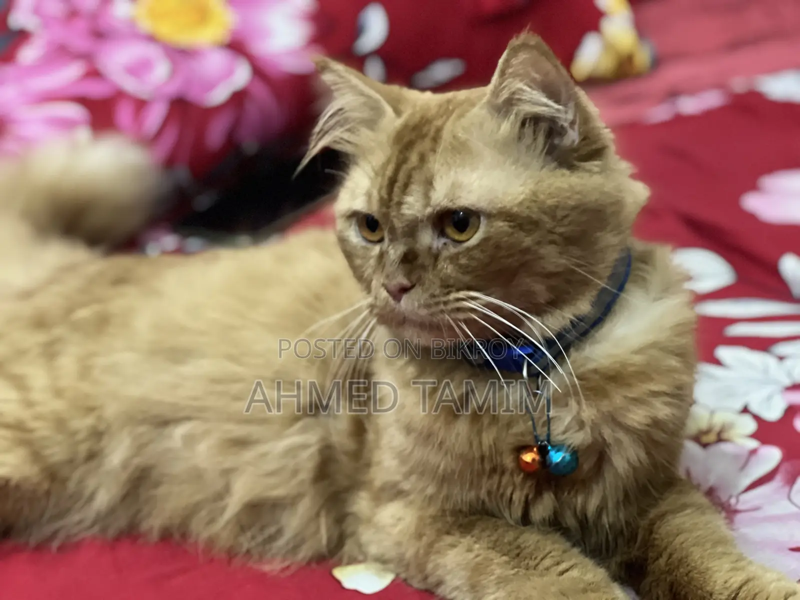 6-12 months Male Purebred Persian