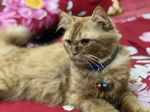 6-12 months Male Purebred Persian