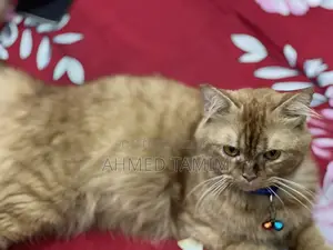 6-12 months Male Purebred Persian
