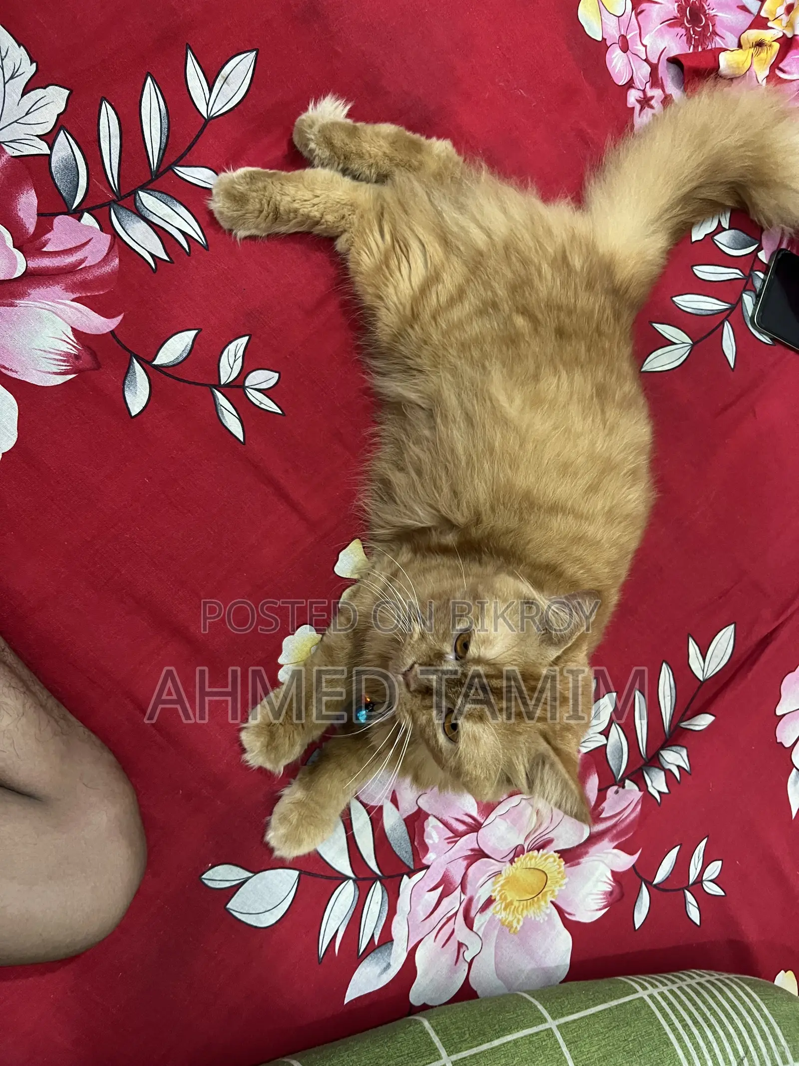 6-12 months Male Purebred Persian
