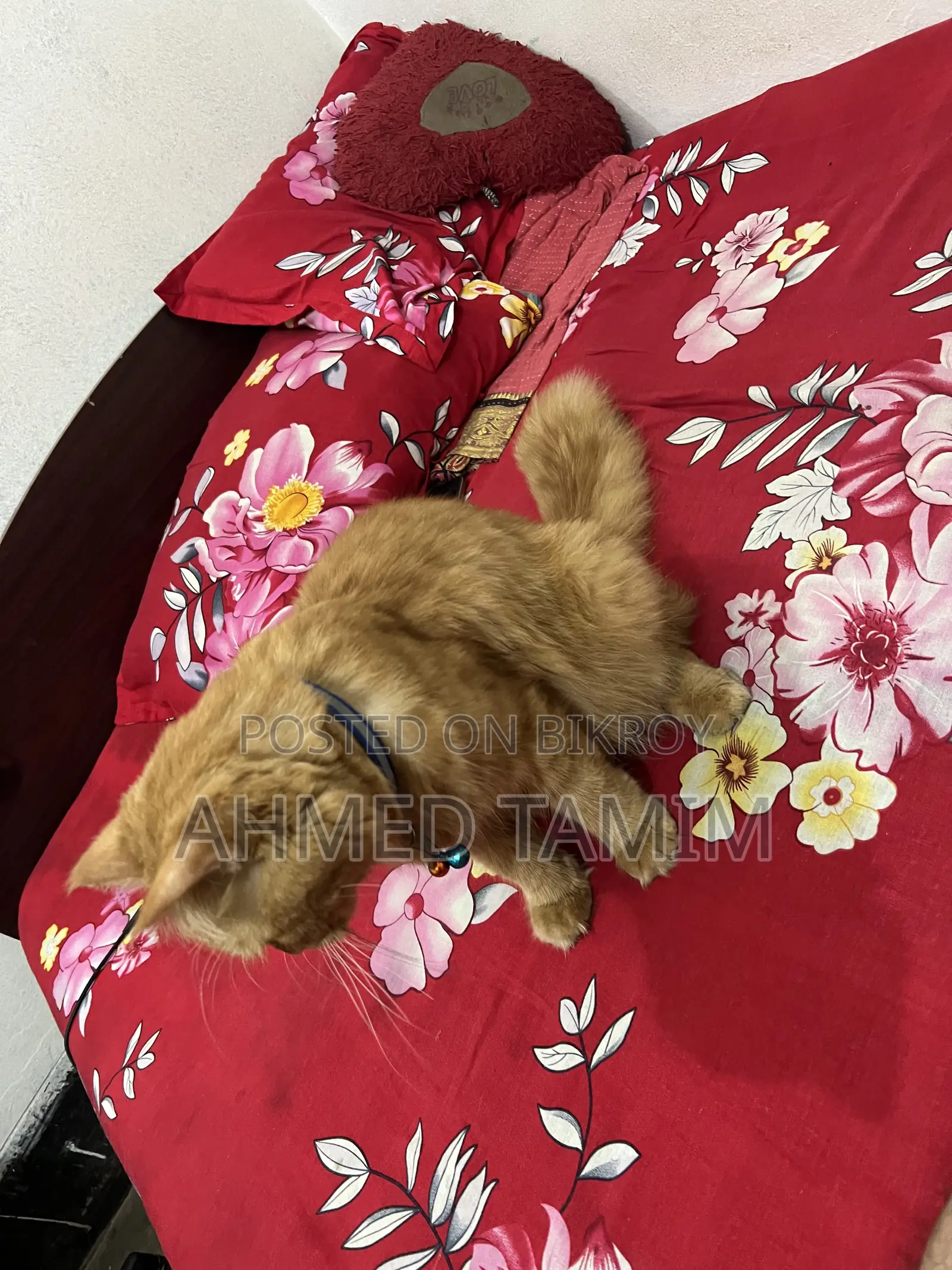 6-12 months Male Purebred Persian