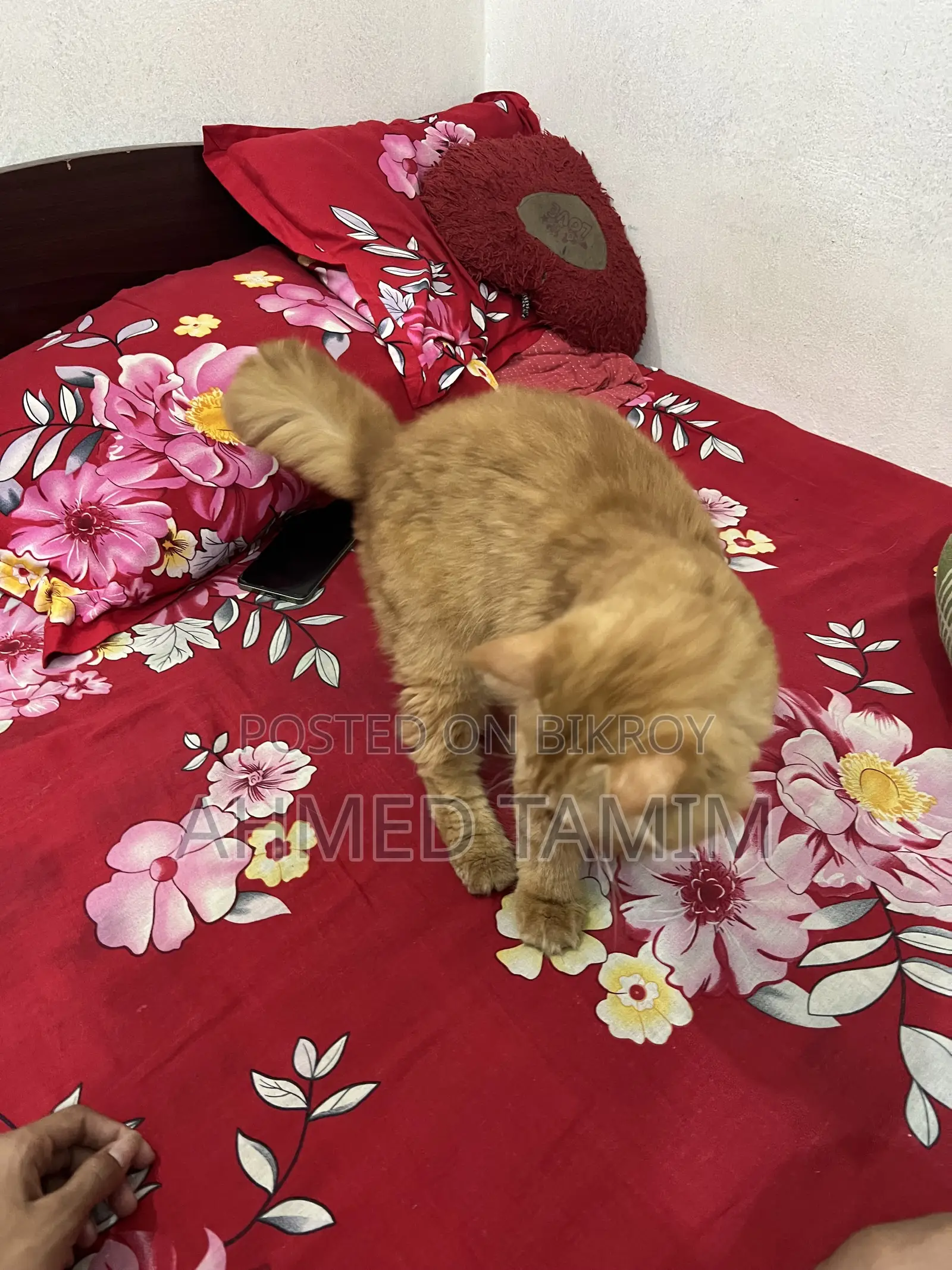 6-12 months Male Purebred Persian