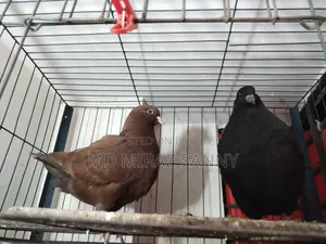 King Pigeon Chicks