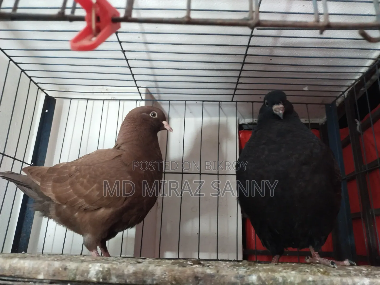 King Pigeon Chicks