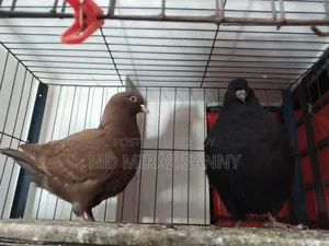 King Pigeon Chicks