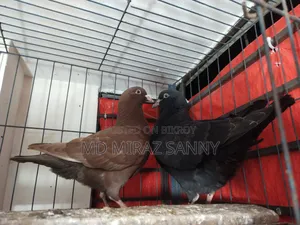 King Pigeon Chicks