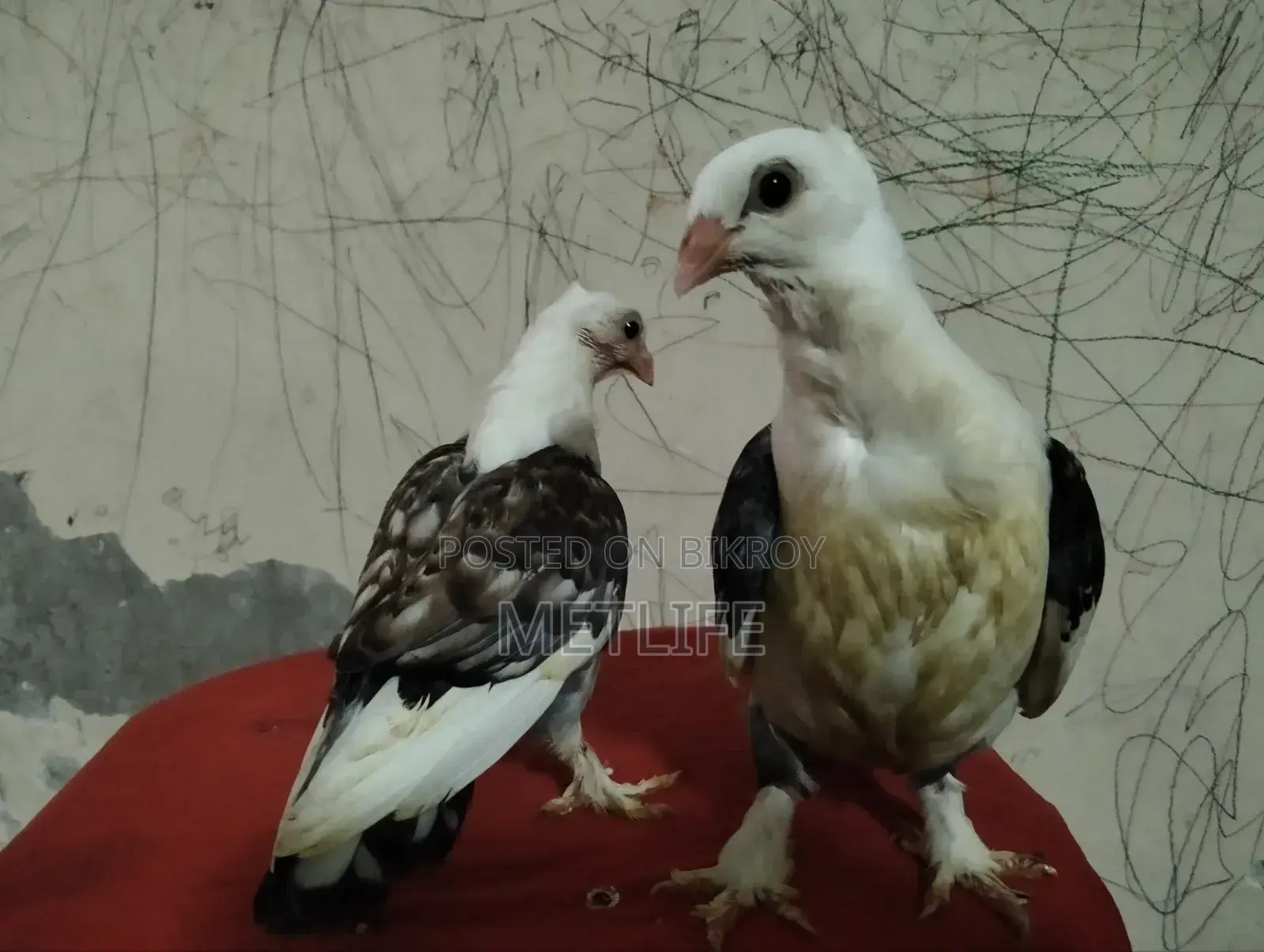 Satin Pigeon Squab 1 Month Old
