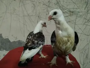 Satin Pigeon Squab 1 Month Old