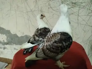 Satin Pigeon Squab 1 Month Old