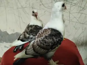 Satin Pigeon Squab 1 Month Old