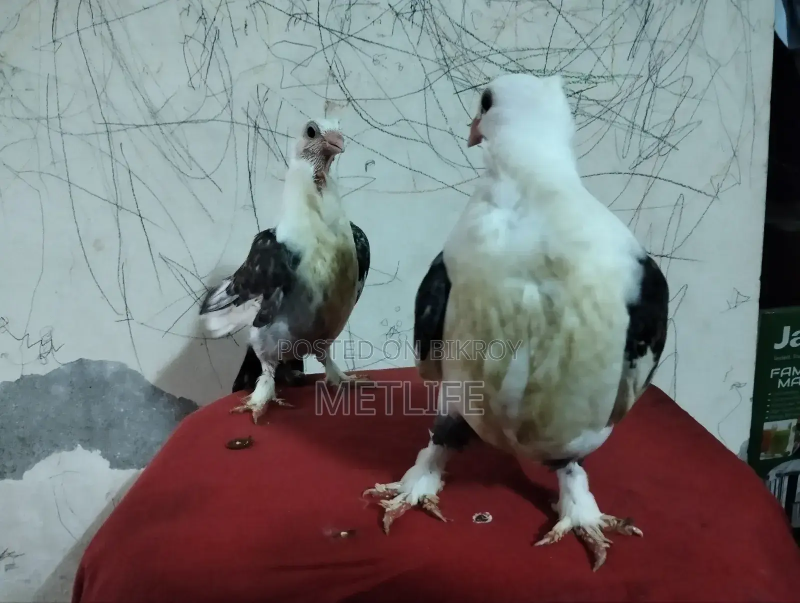 Satin Pigeon Squab 1 Month Old