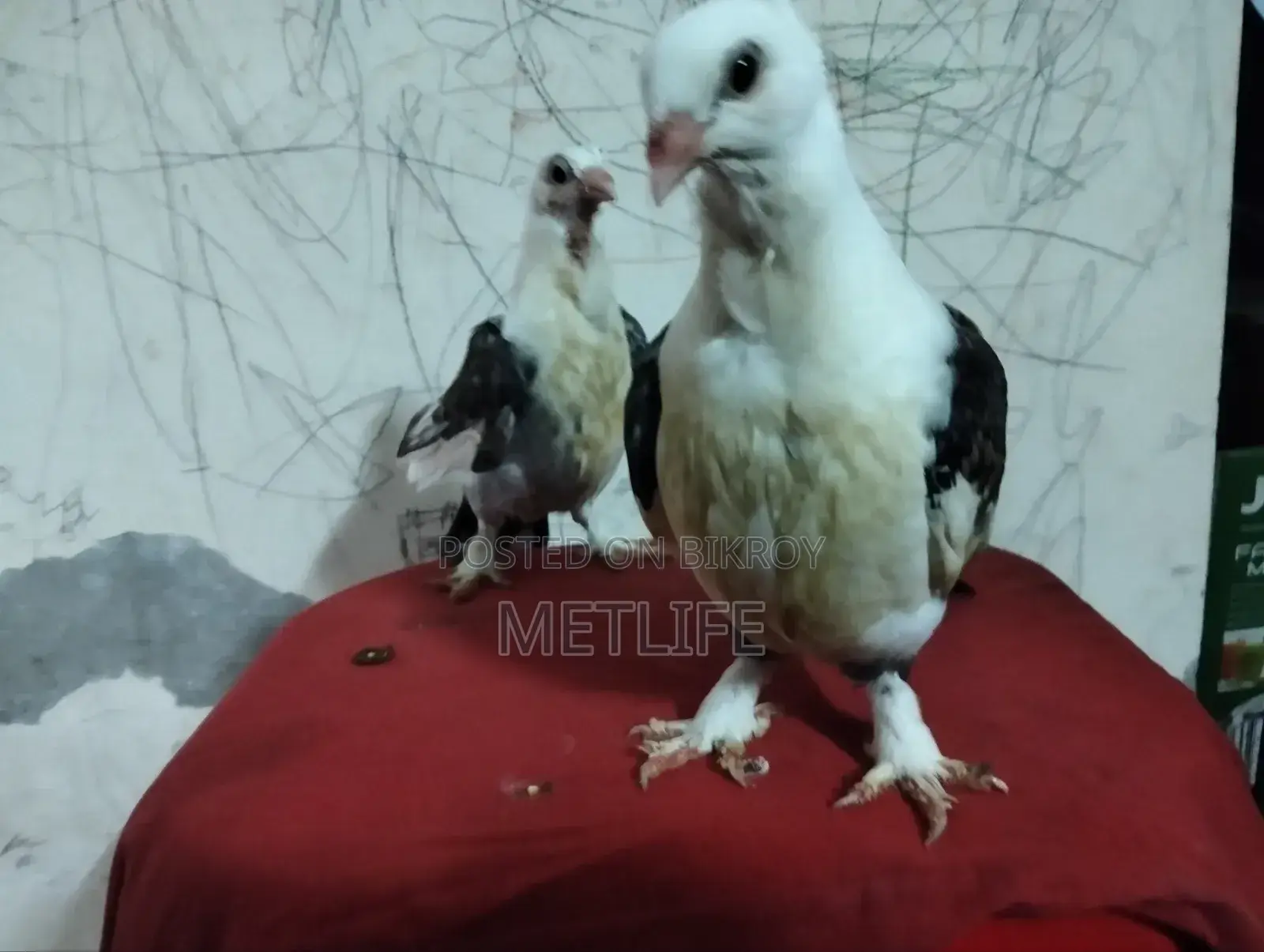 Satin Pigeon Squab 1 Month Old