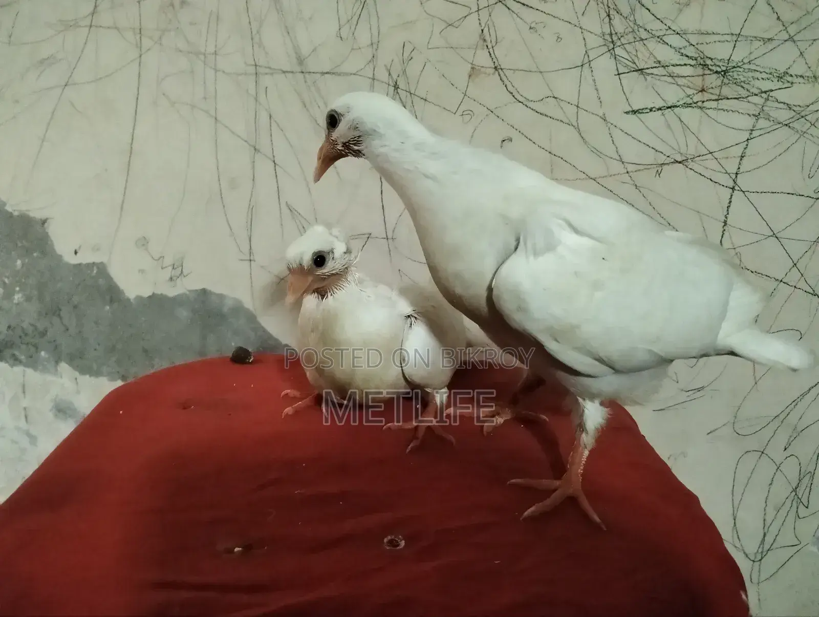 Bombay Pigeon Baby