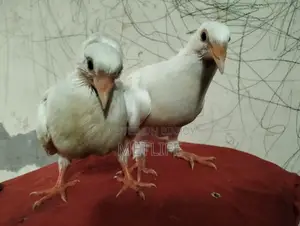 Bombay Pigeon Baby
