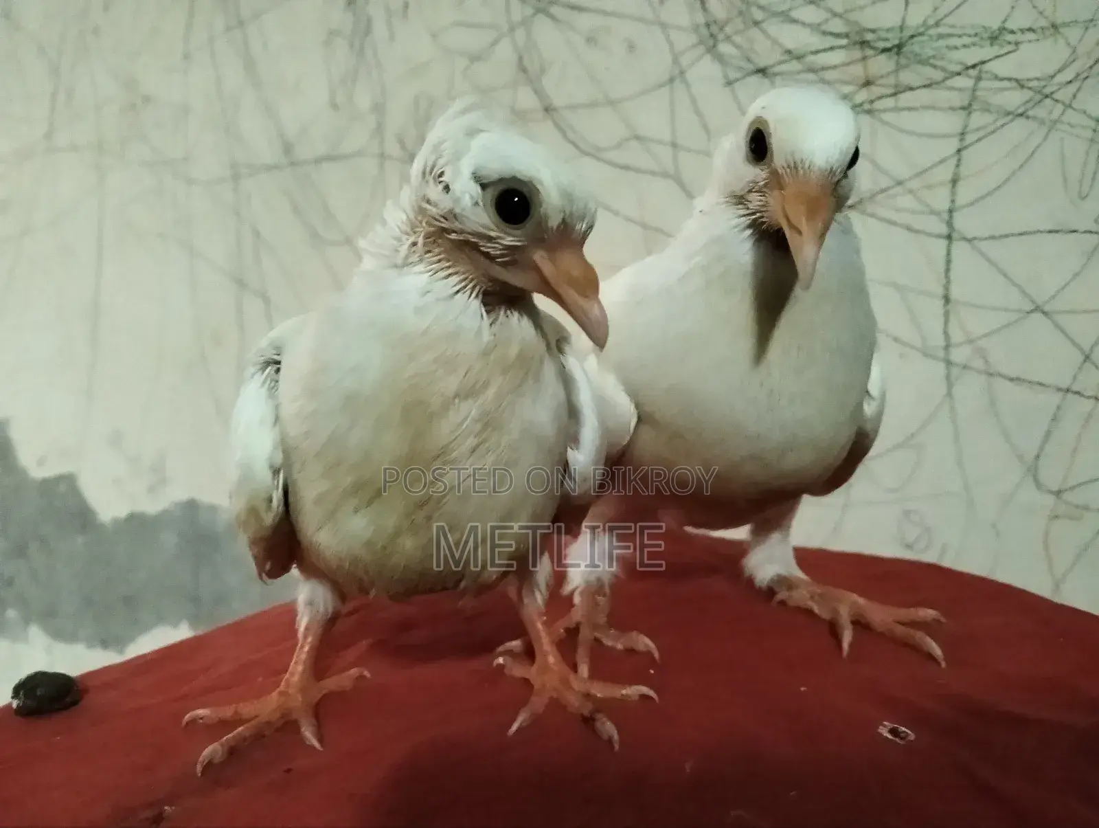 Bombay Pigeon Baby
