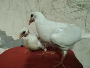 Bombay Pigeon Baby
