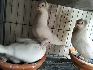 Bombay Pigeon Baby