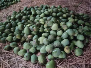 রাজশাহীর প্রিমিয়াম হিমসাগর আম