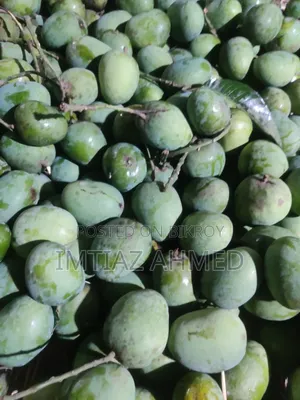 রাজশাহীর প্রিমিয়াম হিমসাগর আম