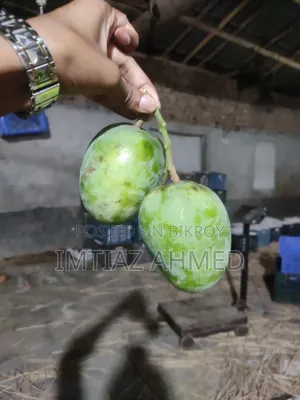 রাজশাহীর প্রিমিয়াম হিমসাগর আম