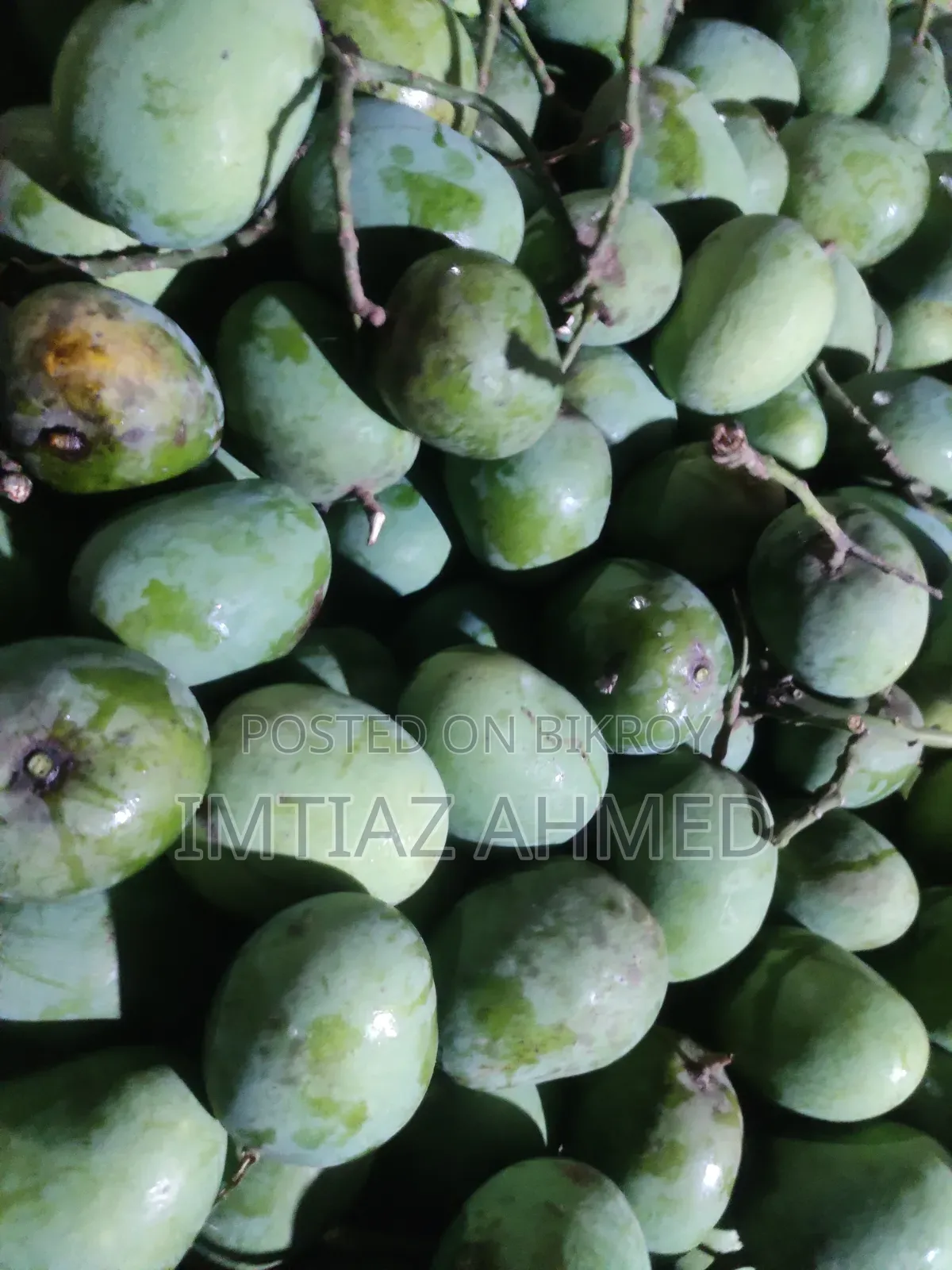 রাজশাহীর প্রিমিয়াম হিমসাগর আম