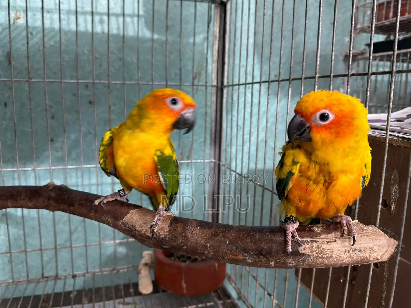 Sunconure Semi Adult Pair
