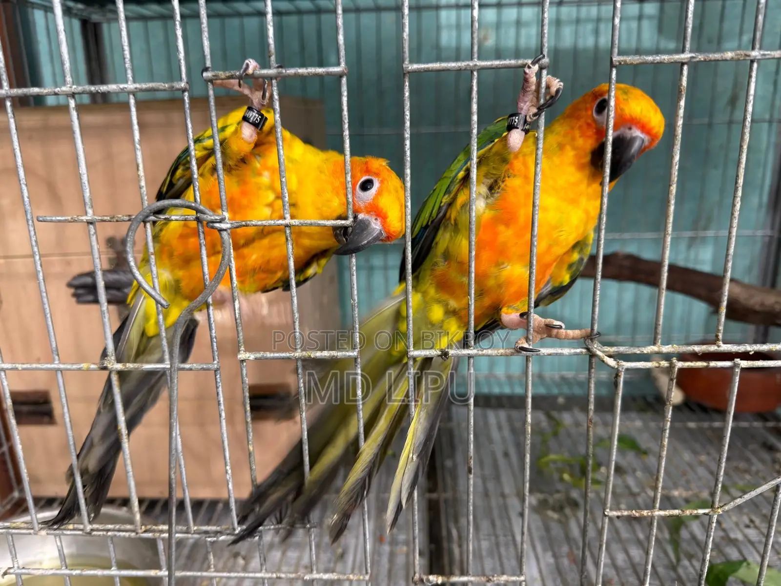 Sunconure Semi Adult Pair