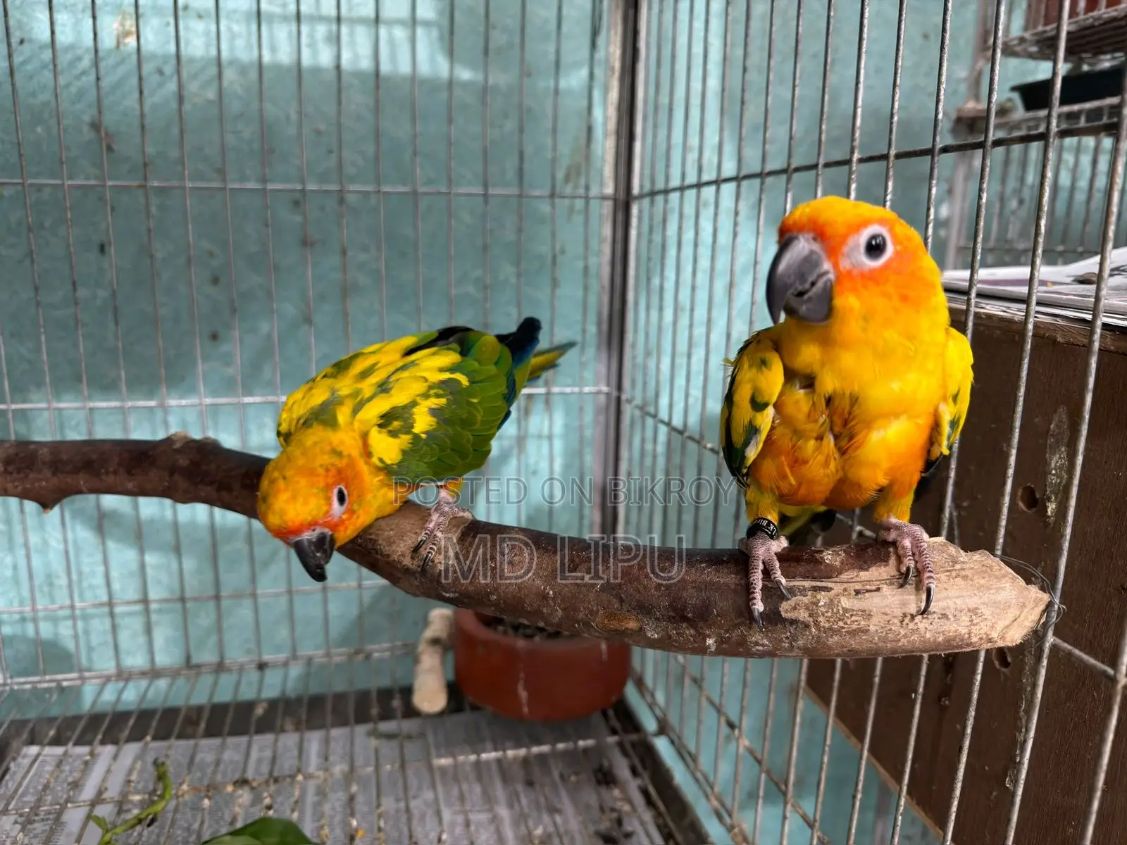 Sunconure Semi Adult Pair