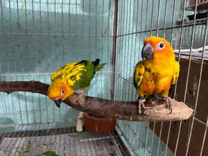 Sunconure Semi Adult Pair